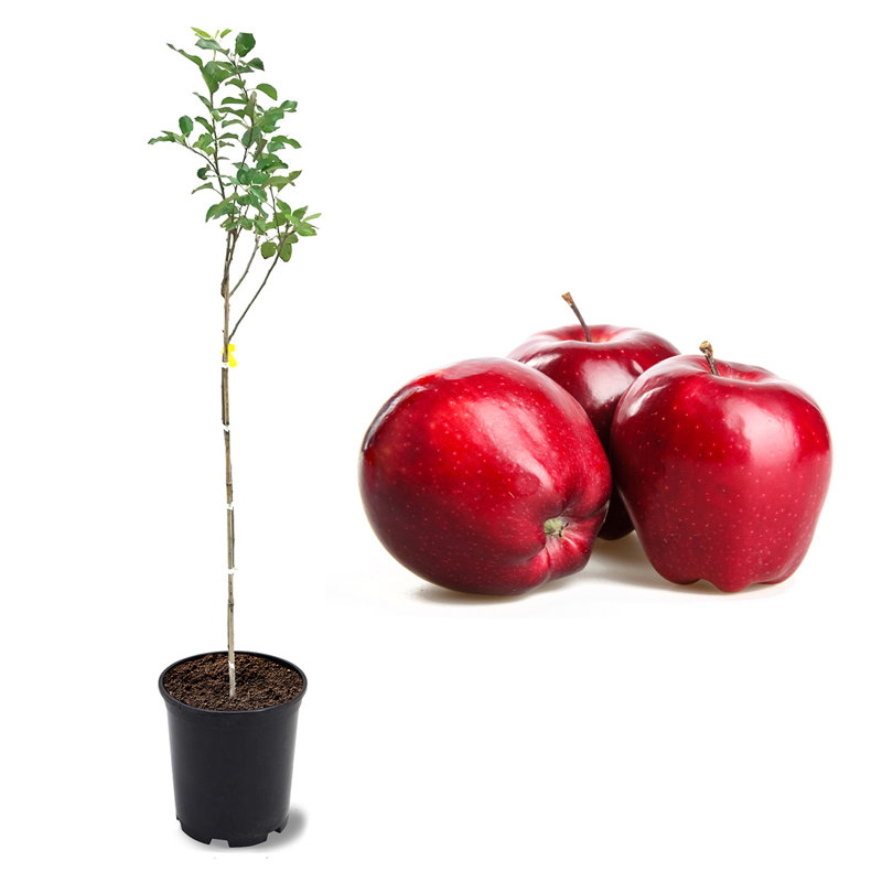 American Plant Exchange Red Delicious Apple Tree, Live Outdoor Fruiting